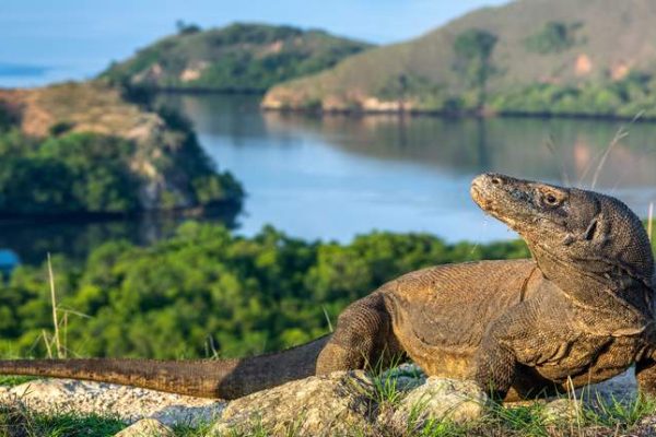 Komodo,Dragon.,Scientific,Name:,Varanus,Komodoensis.,Biggest,In,The,World