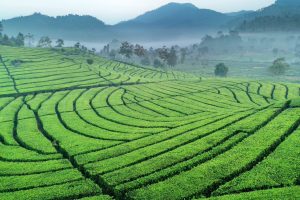 Tea,Gardens,Or,Kebun,Teh,At,Bandung,Indonesia